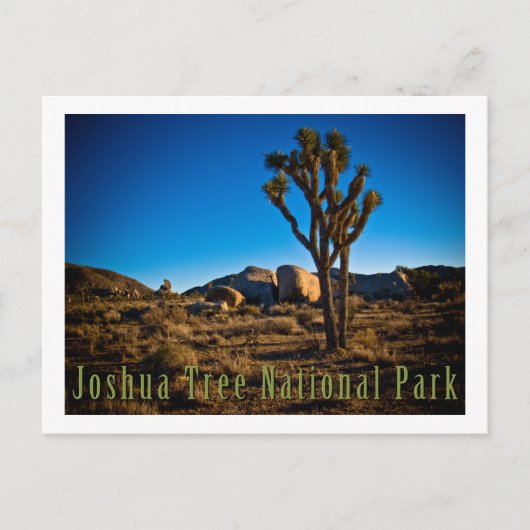 Carte Postale Le Parc national de Joshua Tree (Devant)