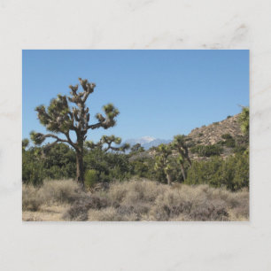 Carte Postale Le Parc national de Joshua Tree