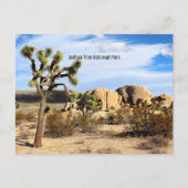 Carte Postale Le Parc national de Joshua Tree (Devant)