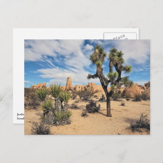 Carte Postale Le Parc national de Joshua Tree (Devant / Derrière)