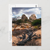 Carte Postale Le Parc national de Joshua Tree (Devant / Derrière)