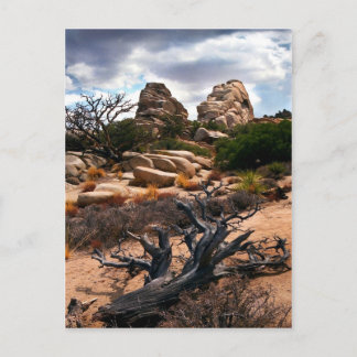 Carte Postale Le Parc national de Joshua Tree