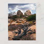 Carte Postale Le Parc national de Joshua Tree (Devant)