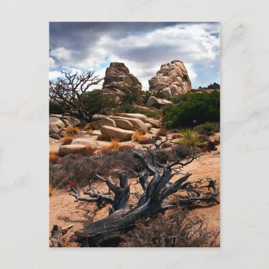 Carte Postale Le Parc national de Joshua Tree (Devant)
