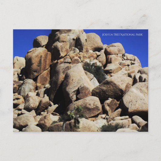 Carte Postale Le Parc national de Joshua Tree (Devant)