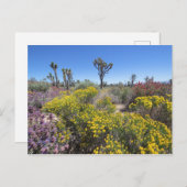 Carte Postale Le Parc National De Joshua Tree À Bloom (Devant / Derrière)