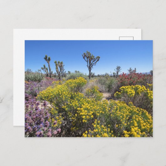 Carte Postale Le Parc National De Joshua Tree À Bloom (Devant / Derrière)