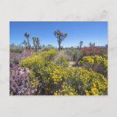 Carte Postale Le Parc National De Joshua Tree À Bloom (Devant)