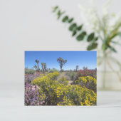 Carte Postale Le Parc National De Joshua Tree À Bloom (Debout devant)