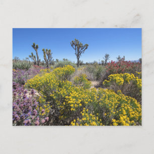 Carte Postale Le Parc National De Joshua Tree À Bloom