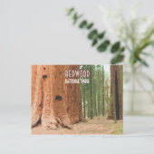 Carte Postale Le parc national de Redwood Californie (Debout devant)