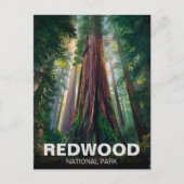 Carte Postale Le parc national de Redwood, Californie côtière (Devant)
