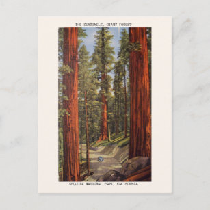 Carte Postale Le Parc national de Sequoia Sequoia vintage Sentin