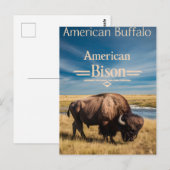 Carte Postale Le pâturage du bison au bord de la rivière (Devant / Derrière)