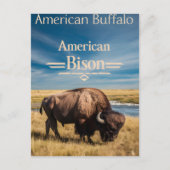 Carte Postale Le pâturage du bison au bord de la rivière (Devant)