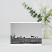 Carte Postale Le pays Amish (Debout devant)