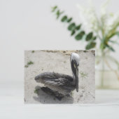 Carte Postale Le Pélican solitaire (Debout devant)