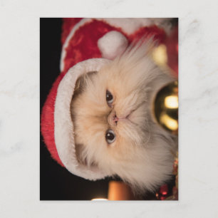 Carte Postale Le Père Noël Grumpy Cat