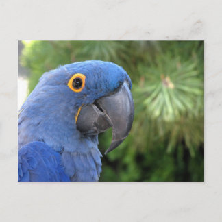 Carte Postale Le perroquet bleu d'Helaine