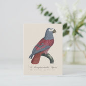 Carte Postale Le Perroquet cendre Tapire (Debout devant)