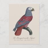 Carte Postale Le Perroquet cendre Tapire (Devant)