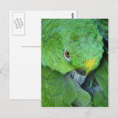 Carte Postale Le perroquet de l'Amazonie verte (Devant / Derrière)