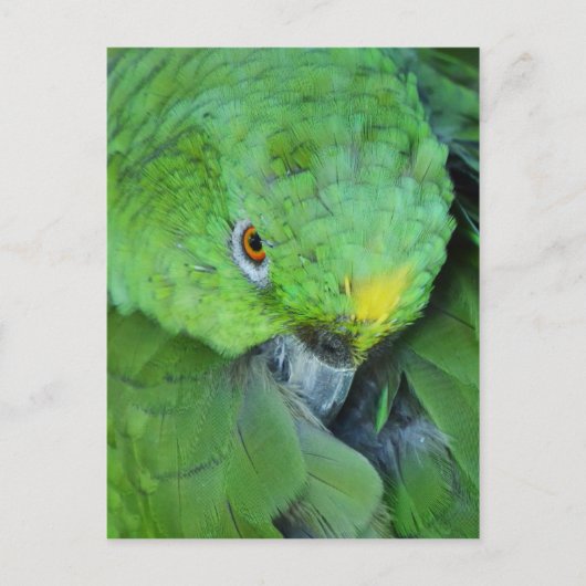 Carte Postale Le perroquet de l'Amazonie verte (Devant)