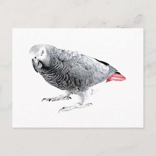 Carte Postale Le perroquet "gris africain" (Devant)