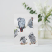 Carte Postale Le perroquet gris africain. Exclusif conçu par Gri (Debout devant)