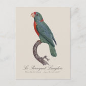 Carte Postale Le Perroquet Langlois de Jacques Barraband (Devant)