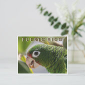 Carte Postale Le perroquet portoricain (Debout devant)