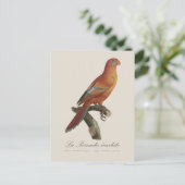 Carte Postale Le Perruche écarlate (Debout devant)