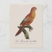 Carte Postale Le Perruche écarlate (Devant)