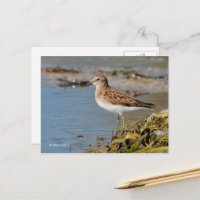 Le Petit Bécasseau de Bécasseau sur les vasières