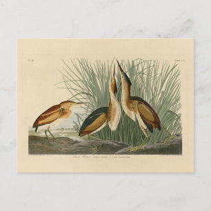 Carte Postale Le Petit Bitterne des oiseaux d'Amérique d'Audubon