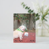 Carte Postale Le Petit Chat (Debout devant)