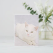 Carte Postale Le Petit Chat Blanc (Debout devant)