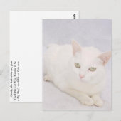 Carte Postale Le Petit Chat Blanc (Devant / Derrière)