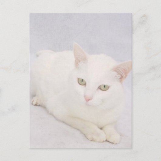 Carte Postale Le Petit Chat Blanc (Devant)