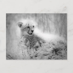 Carte Postale Le petit de Cheetah