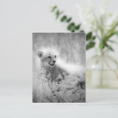 Carte Postale Le petit de Cheetah (Debout devant)