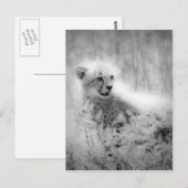 Carte Postale Le petit de Cheetah (Devant / Derrière)
