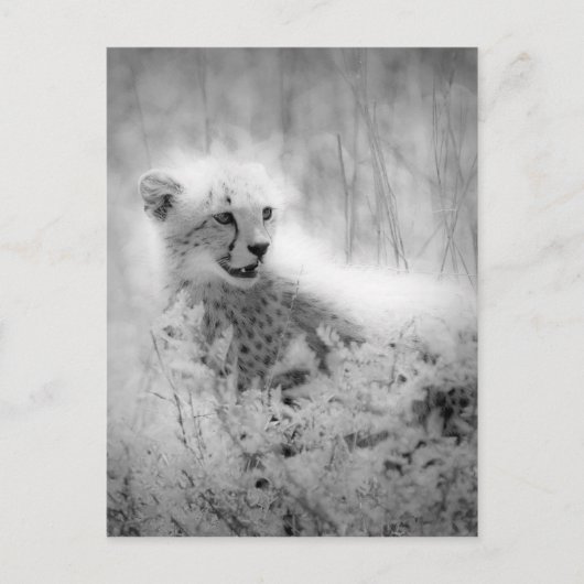 Carte Postale Le petit de Cheetah (Devant)