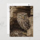 Carte Postale Le petit hibou (Devant / Derrière)