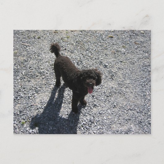 Carte Postale Le Petit Poodle Noir (Devant)
