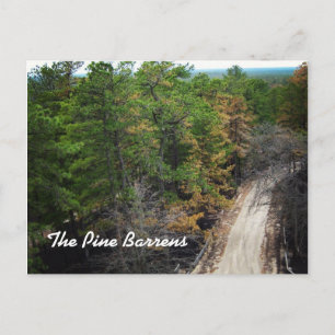 Carte Postale Le Pine Barrens