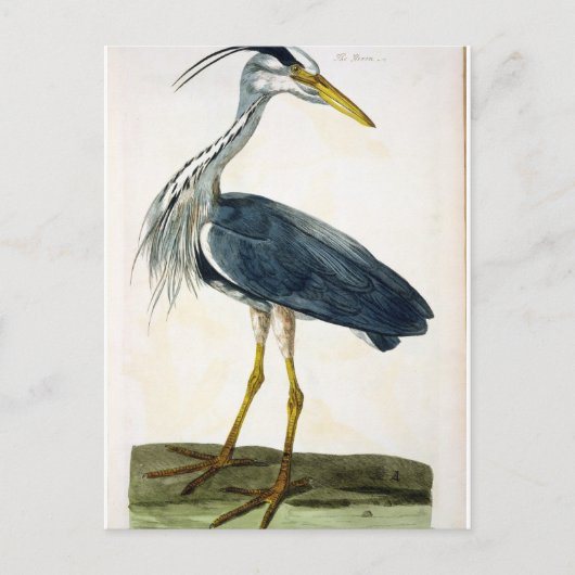 Carte Postale Le plat Heron (Ardea cinerea) de "The British (Devant)