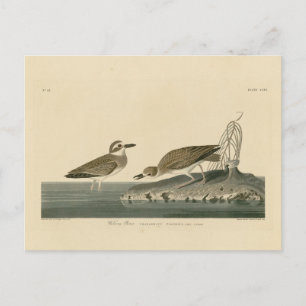 Carte Postale Le Pluvier siffleur de Wilson des oiseaux d'Amériq