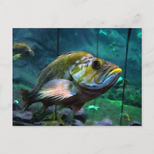 Carte Postale Le poisson (Devant)