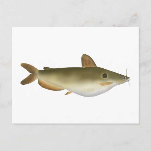 Carte Postale Le poisson-chat de Günther (Devant)